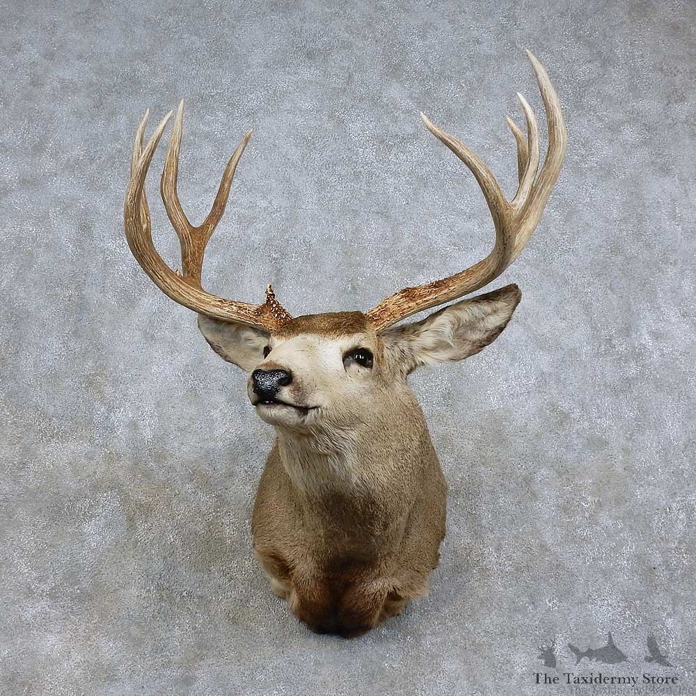 Mule Deer Shoulder Mount For Sale #15713 @ The Taxidermy Store