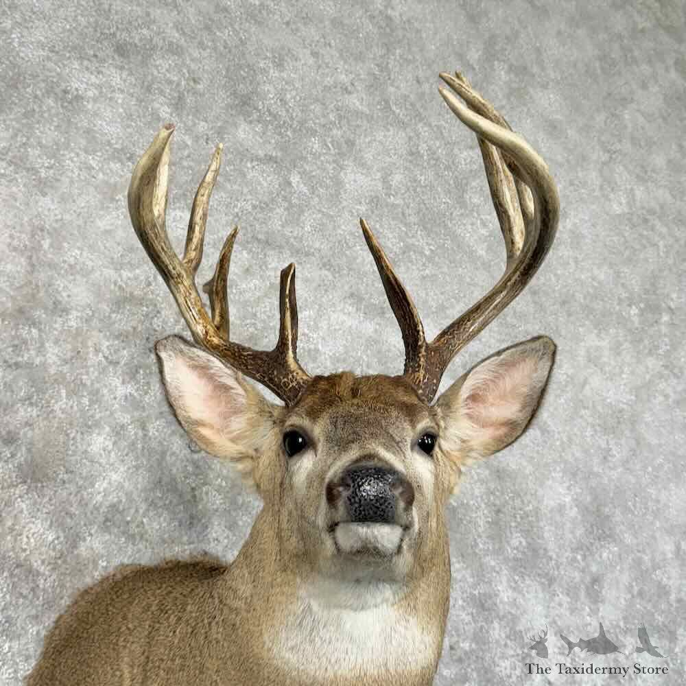 Whitetail Deer Shoulder Mount For Sale #31214 @ The Taxidermy Store