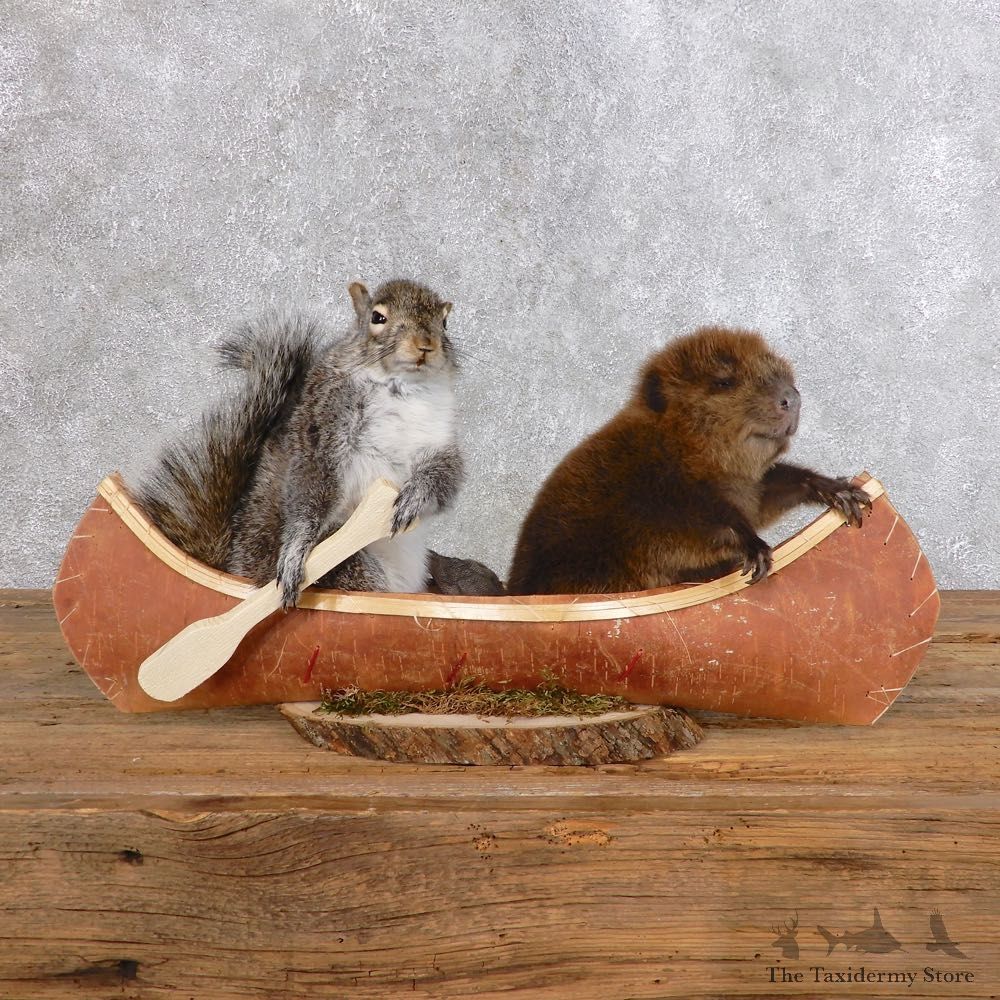 Canoeing Squirrel and Beaver Novelty Mount For Sale #18572 @ The Taxidermy Store