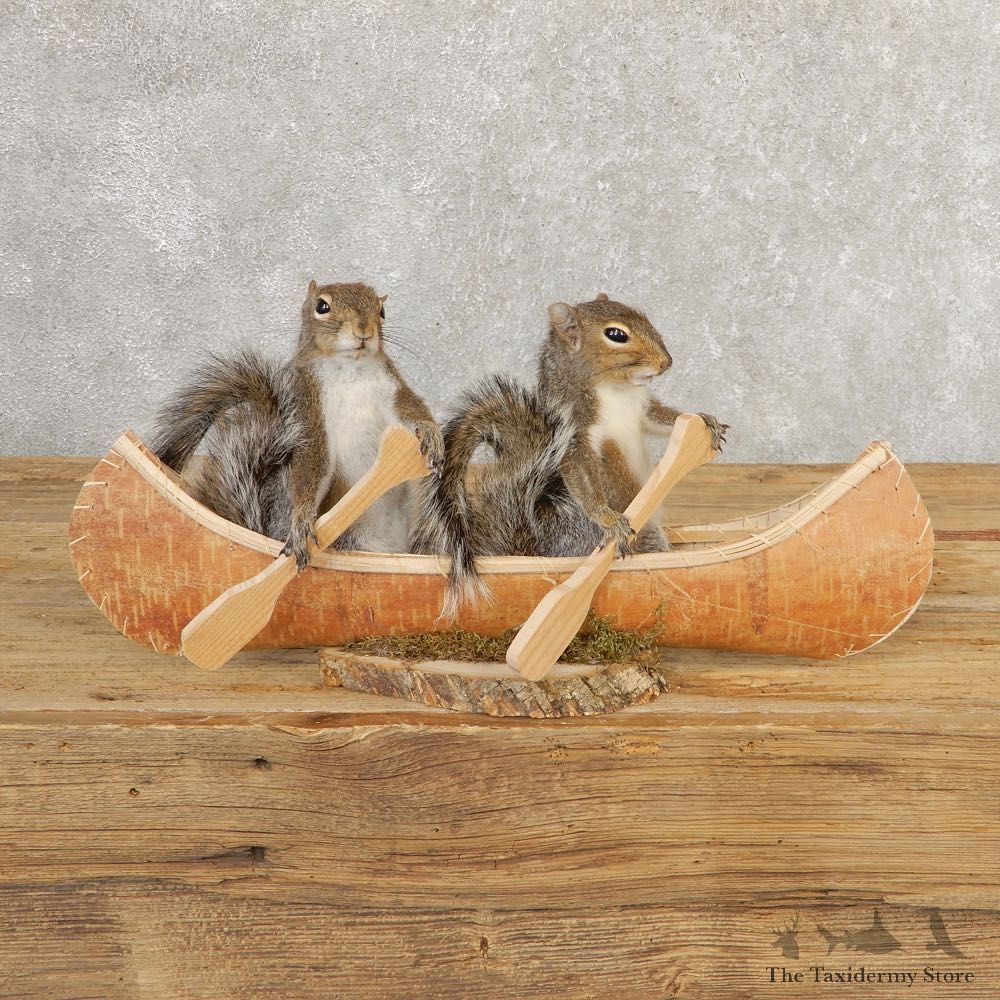 Canoeing Squirrels Novelty Mount For Sale #20752 @ The Taxidermy Store