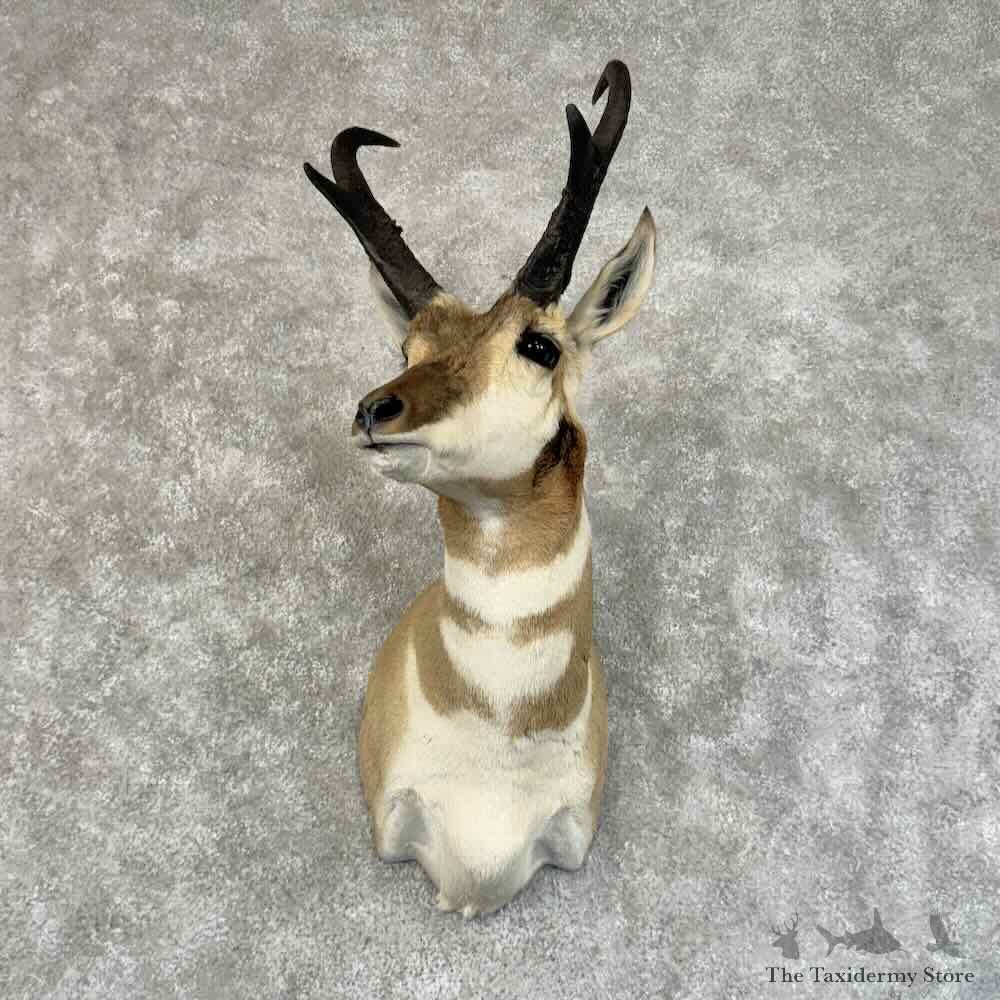 Pronghorn Antelope Shoulder Mount For Sale #31331 @ The Taxidermy Store