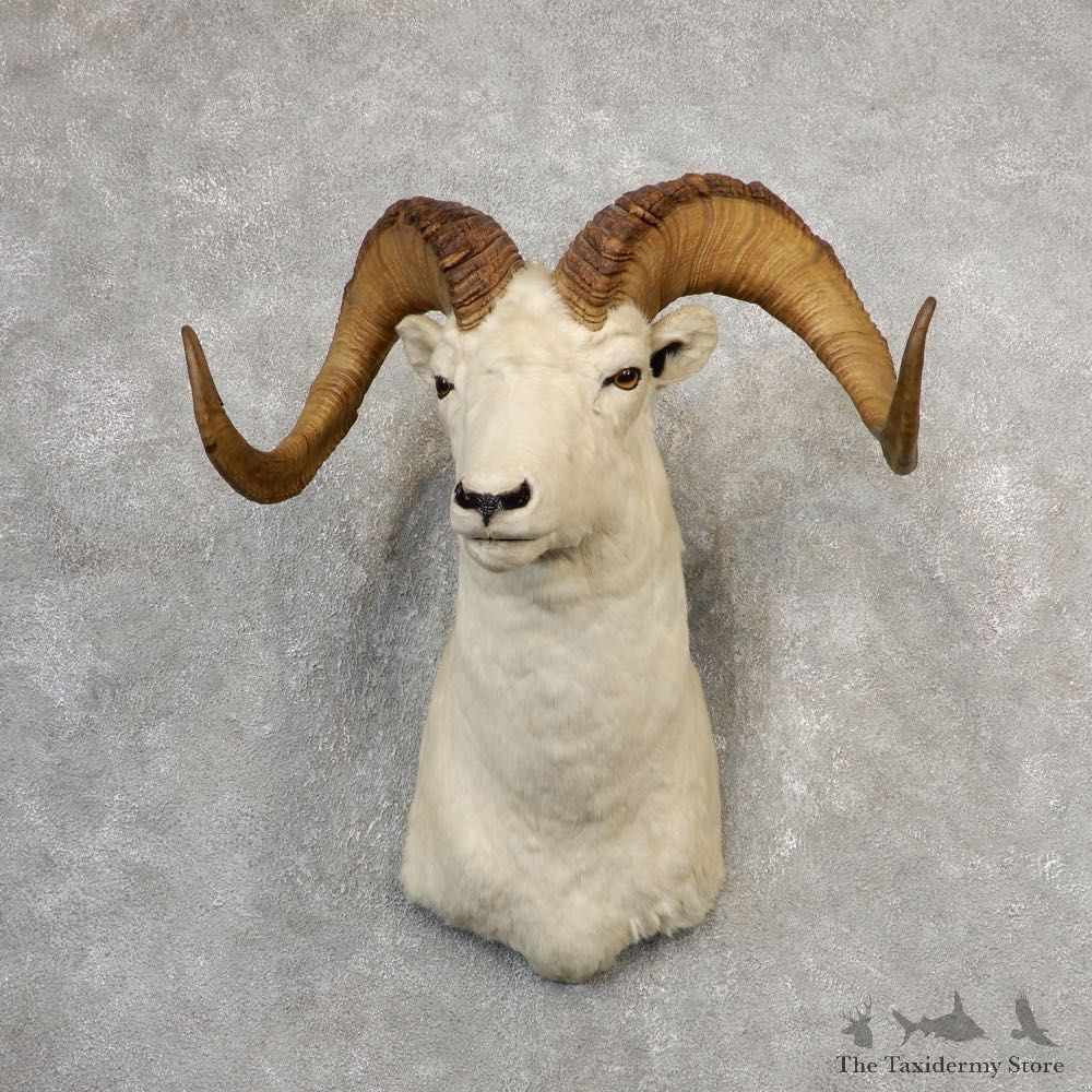 Dall Sheep Shoulder Mount For Sale #21106 @ The Taxidermy Store