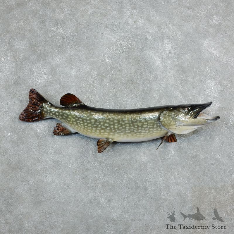 Reproduction Northern Pike Fish Mount 18244@The Taxidermy Store