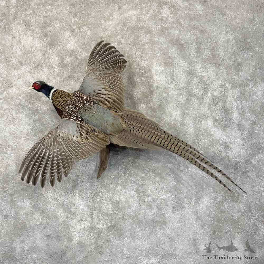Ringneck Pheasant Bird Mount For Sale #31993 @ The Taxidermy Store