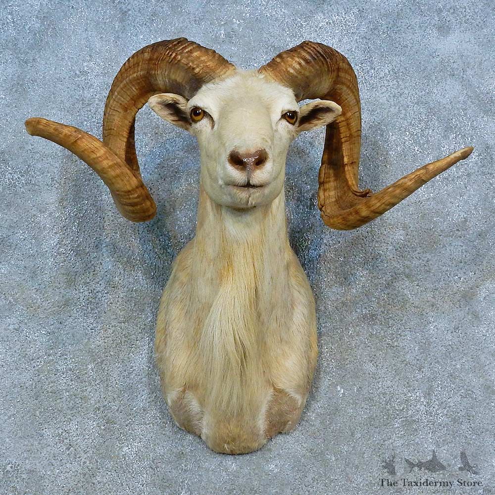 Corsican Ram Shoulder Mount For Sale #15477 @ The Taxidermy Store