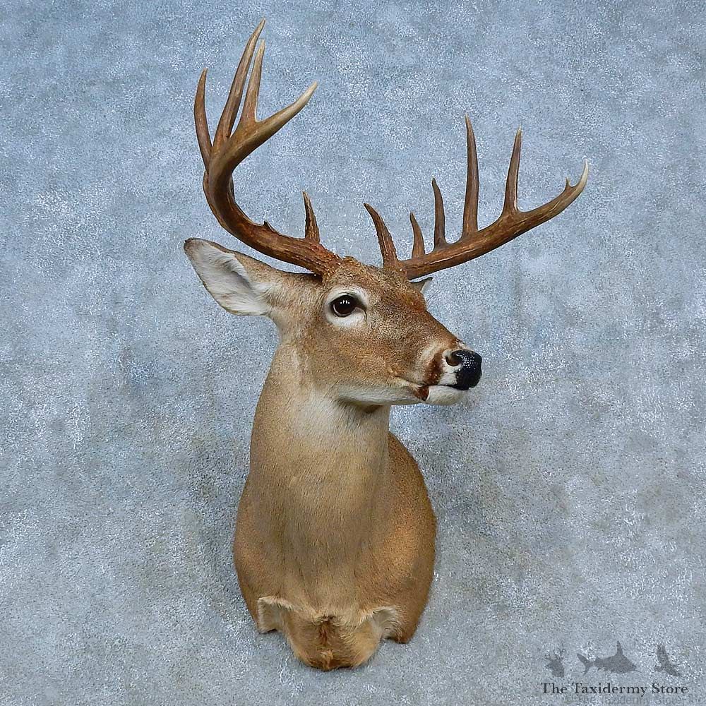 Whitetail Deer Shoulder Mount For Sale #15466 @ The Taxidermy Store