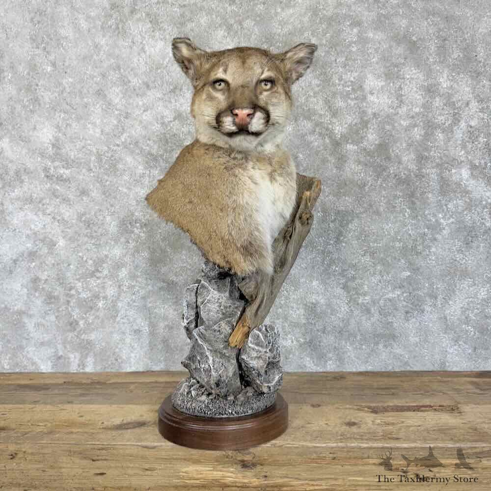 Mountain Lion Cougar Pedestal Mount For Sale #30714 @ The Taxidermy Store