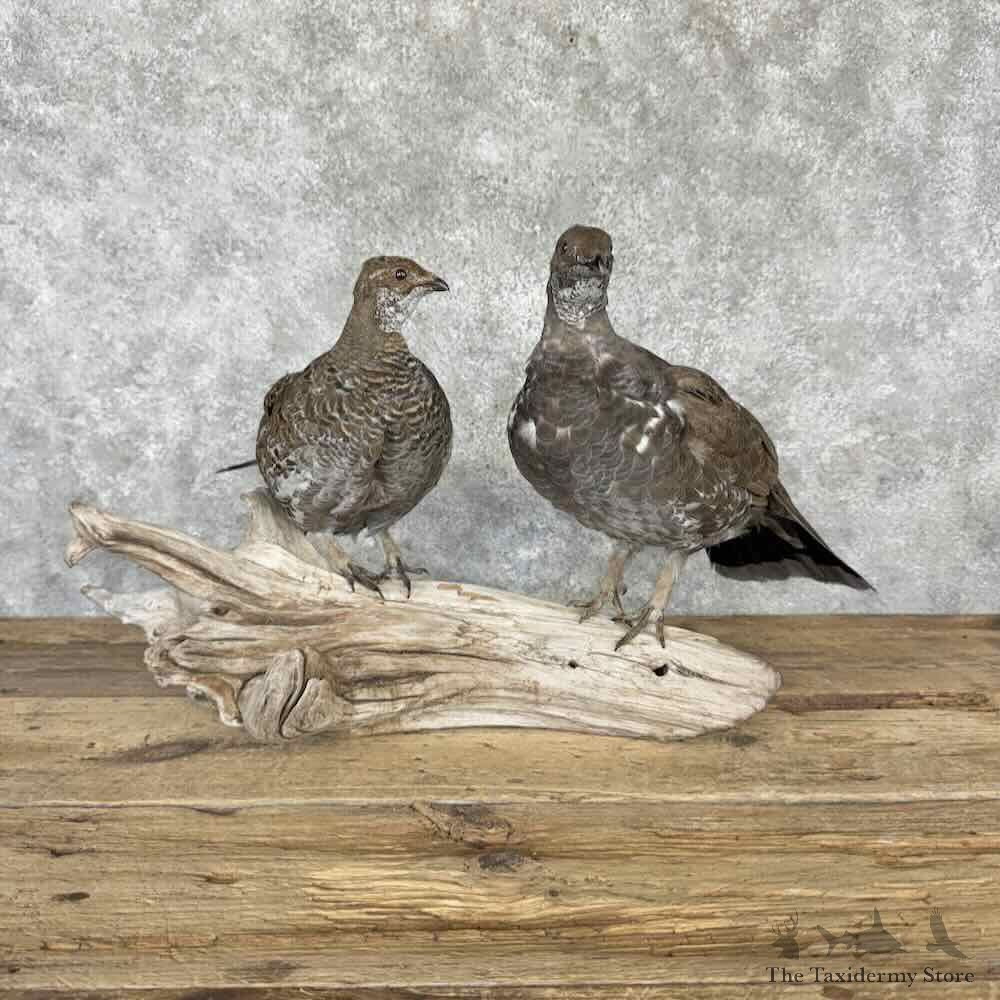 Blue Grouse Pair Bird Mount For Sale #32290 @ The Taxidermy Store