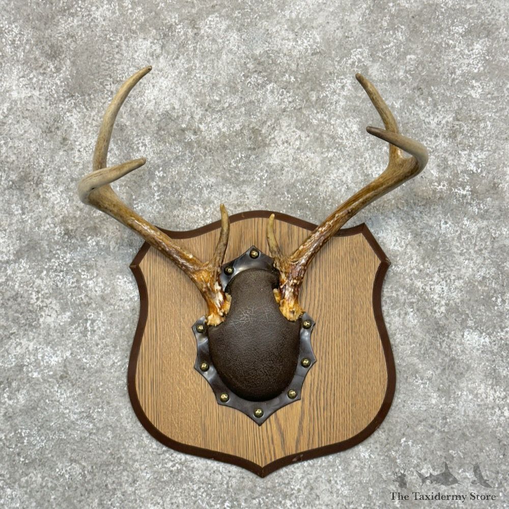 Whitetail Deer Antler Plaque Mount For Sale #29429 @ The Taxidermy Store