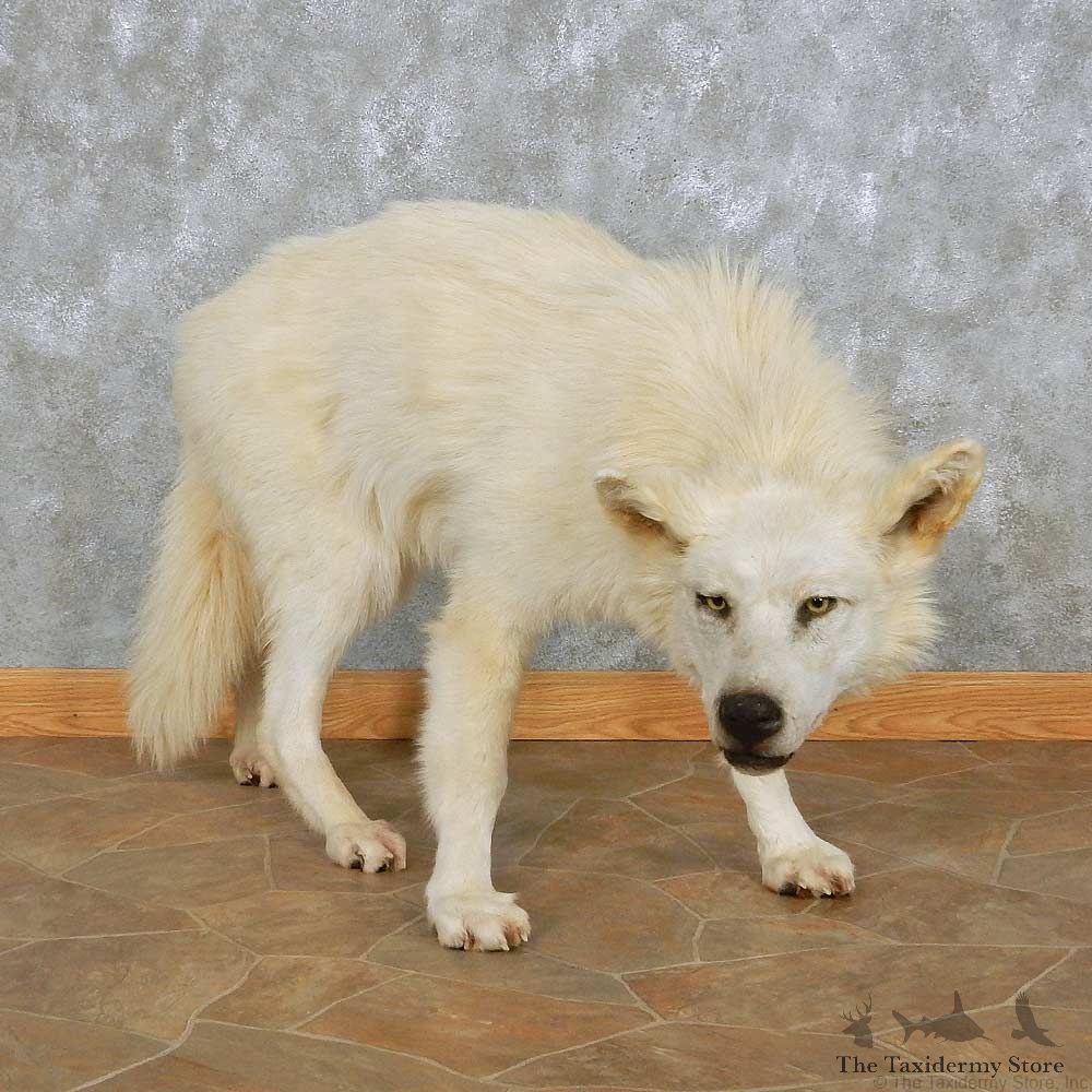 White Alaskan Wolf Mount For Sale #15027 @ The Taxidermy Store