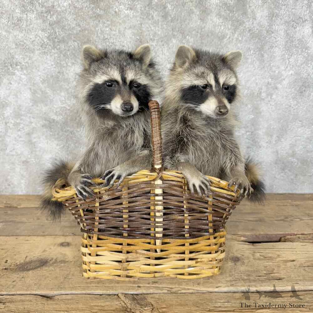 Basket Raccoons Novelty Mount For Sale #30526 @ The Taxidermy Store
