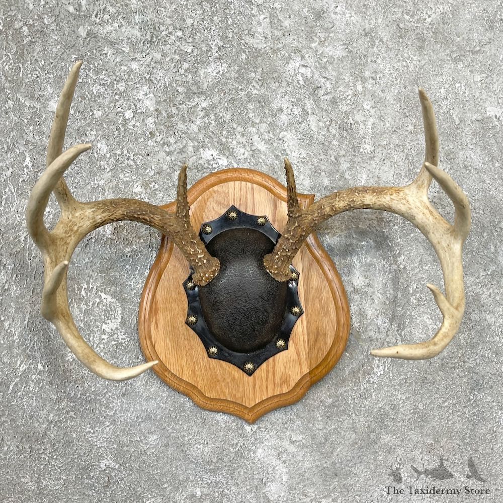 Whitetail Deer Antler Plaque Mount For Sale #27736 @ The Taxidermy Store