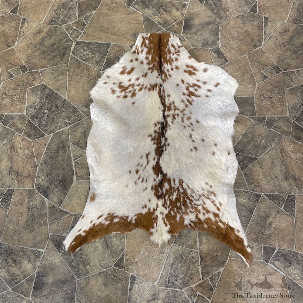 oat Hide Taxidermy Tanned Skin For Sale #25315 @ The Taxidermy Store