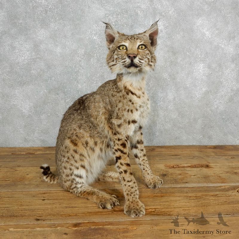 Bobcat Life-Size Mount For Sale #18204 @ The Taxidermy Store