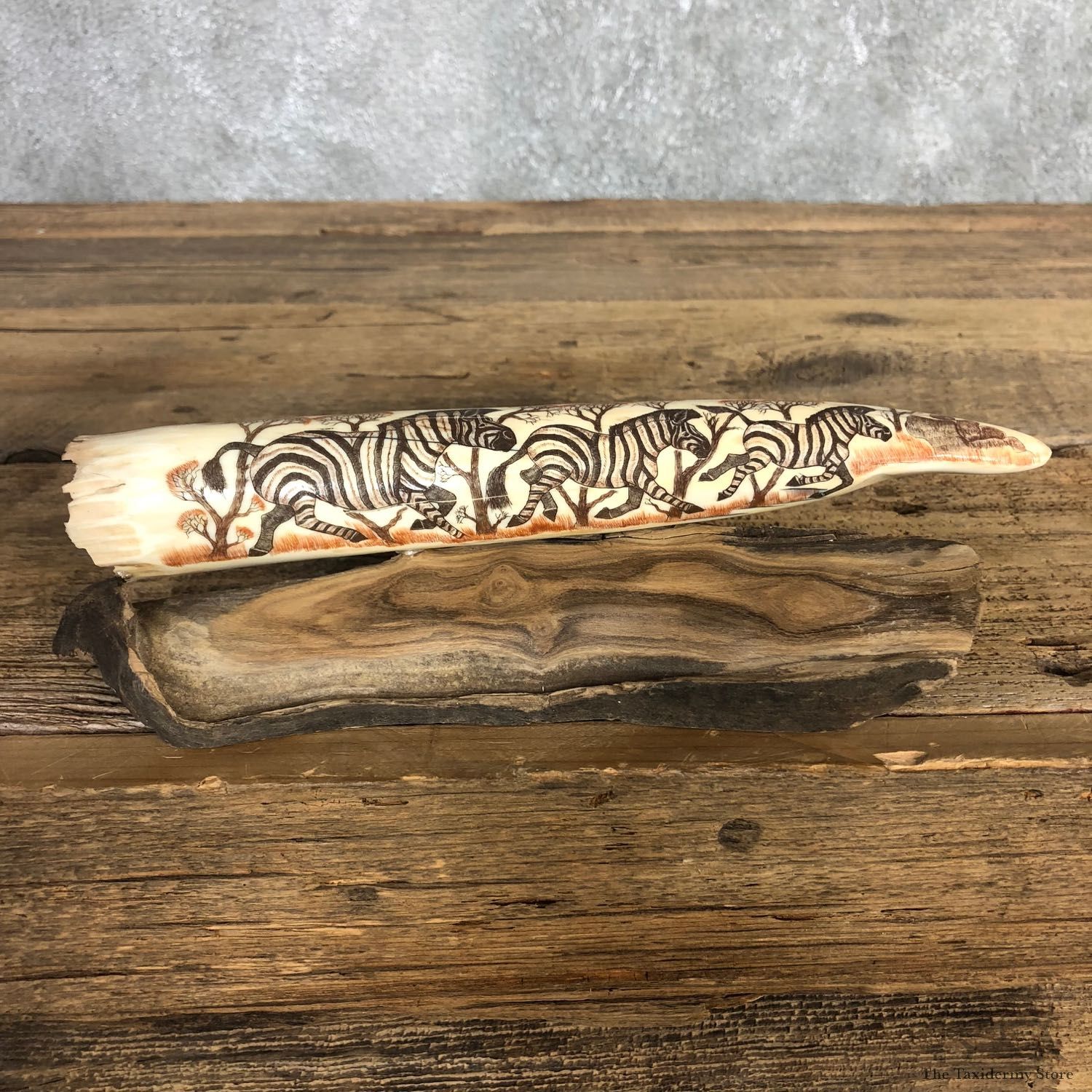 Scrimshawed Hippopotamus Tooth For Sale #19956 @ The Taxidermy Store