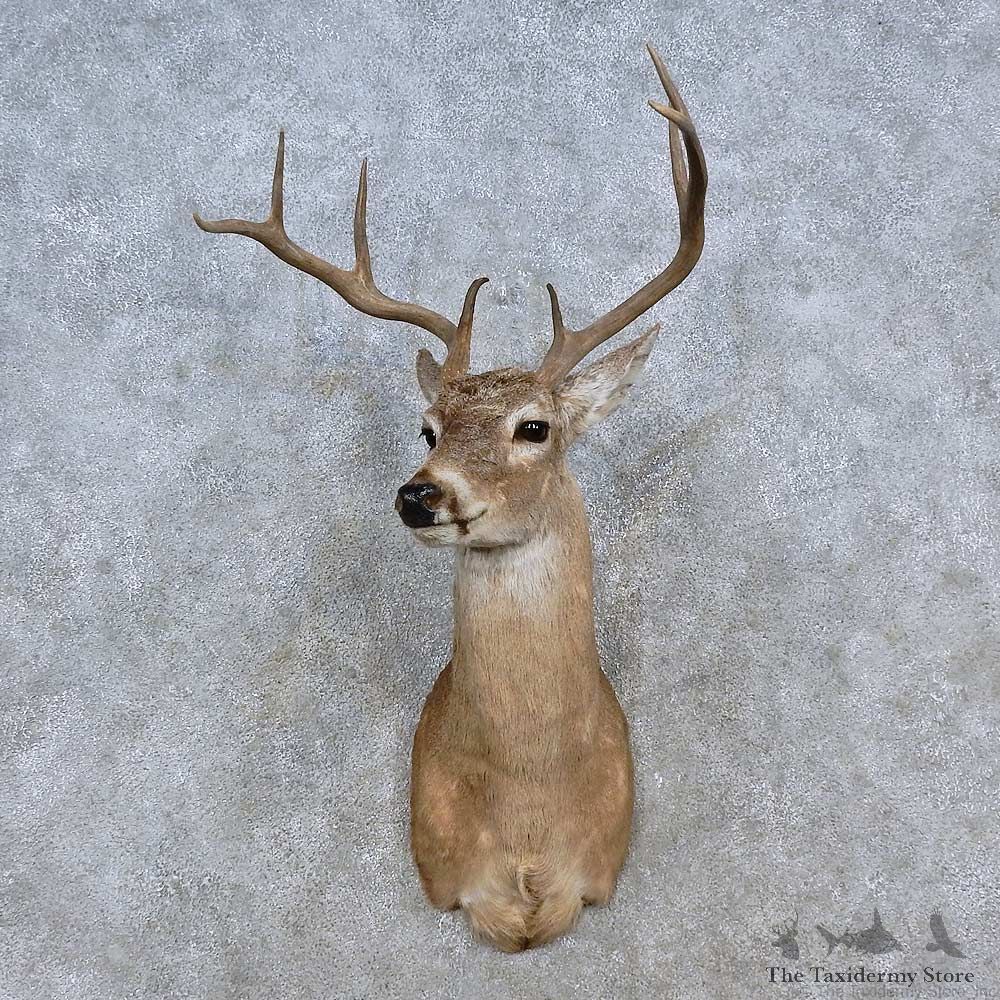 Coues Deer Shoulder Mount For Sale #15204 @ The Taxidermy Store