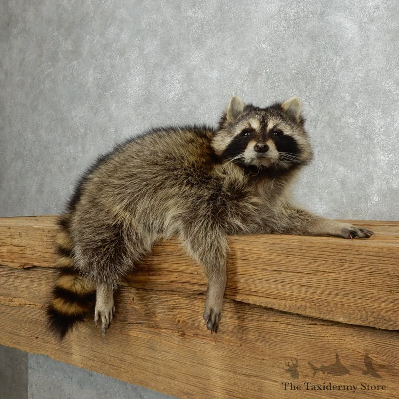 Raccoon Life-Size Mount For Sale #18136 @ The Taxidermy Store