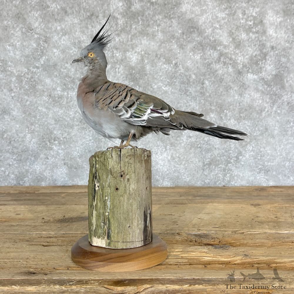 Crested Pigeon Mount For Sale #28216 @ The Taxidermy Store