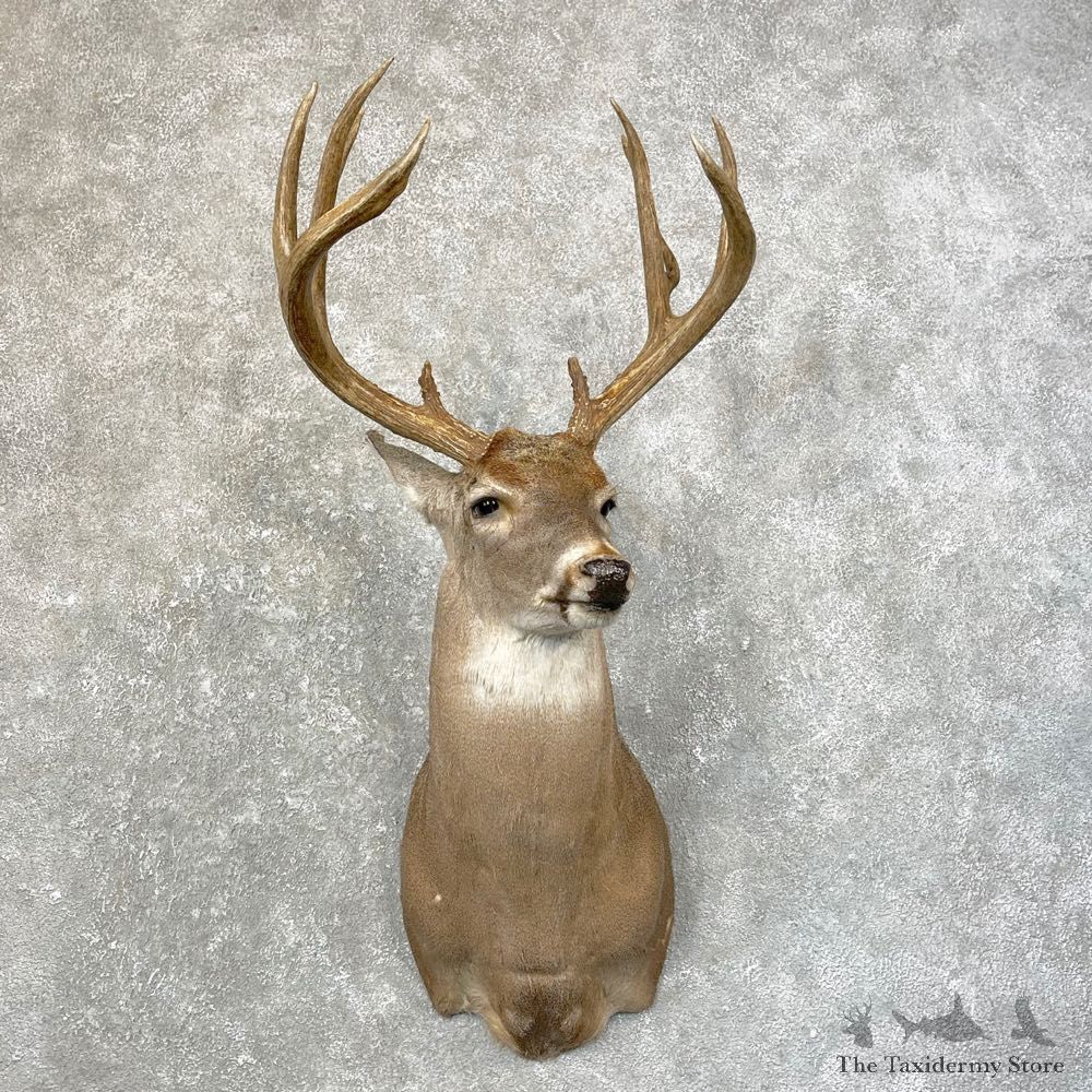 Whitetail Deer Shoulder Mount #24602 For Sale - The Taxidermy Store