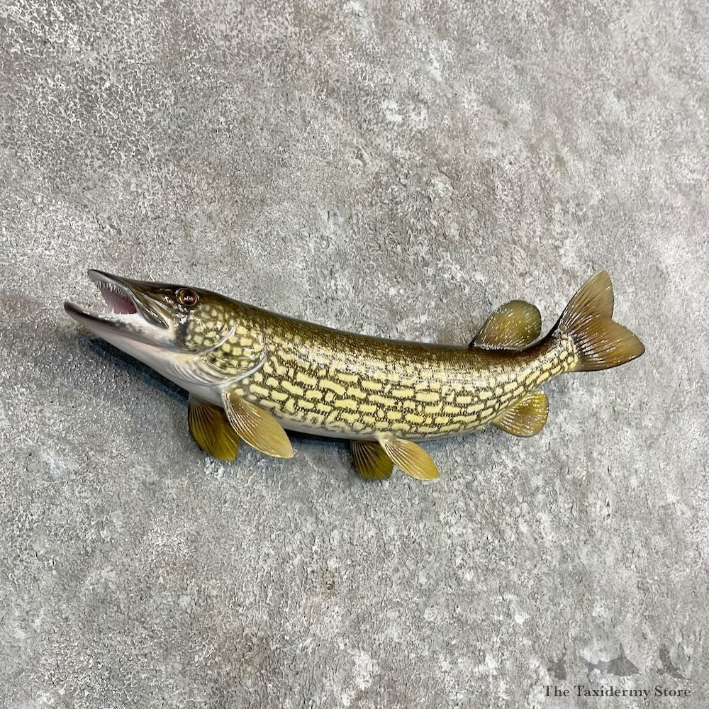 Chain Pickerel Fish Mount For Sale #27558 @ The Taxidermy Store