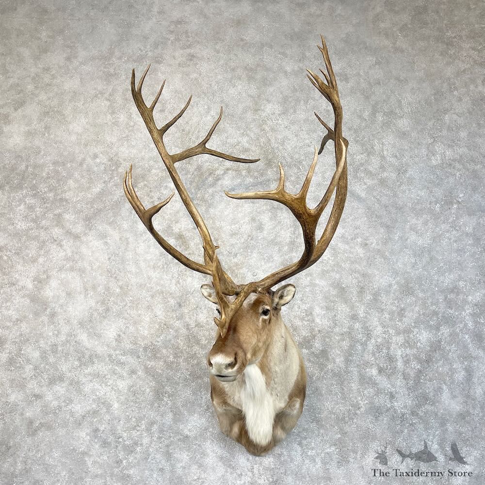 Mountain Caribou Shoulder Mount For Sale #28480 @ The Taxidermy Store