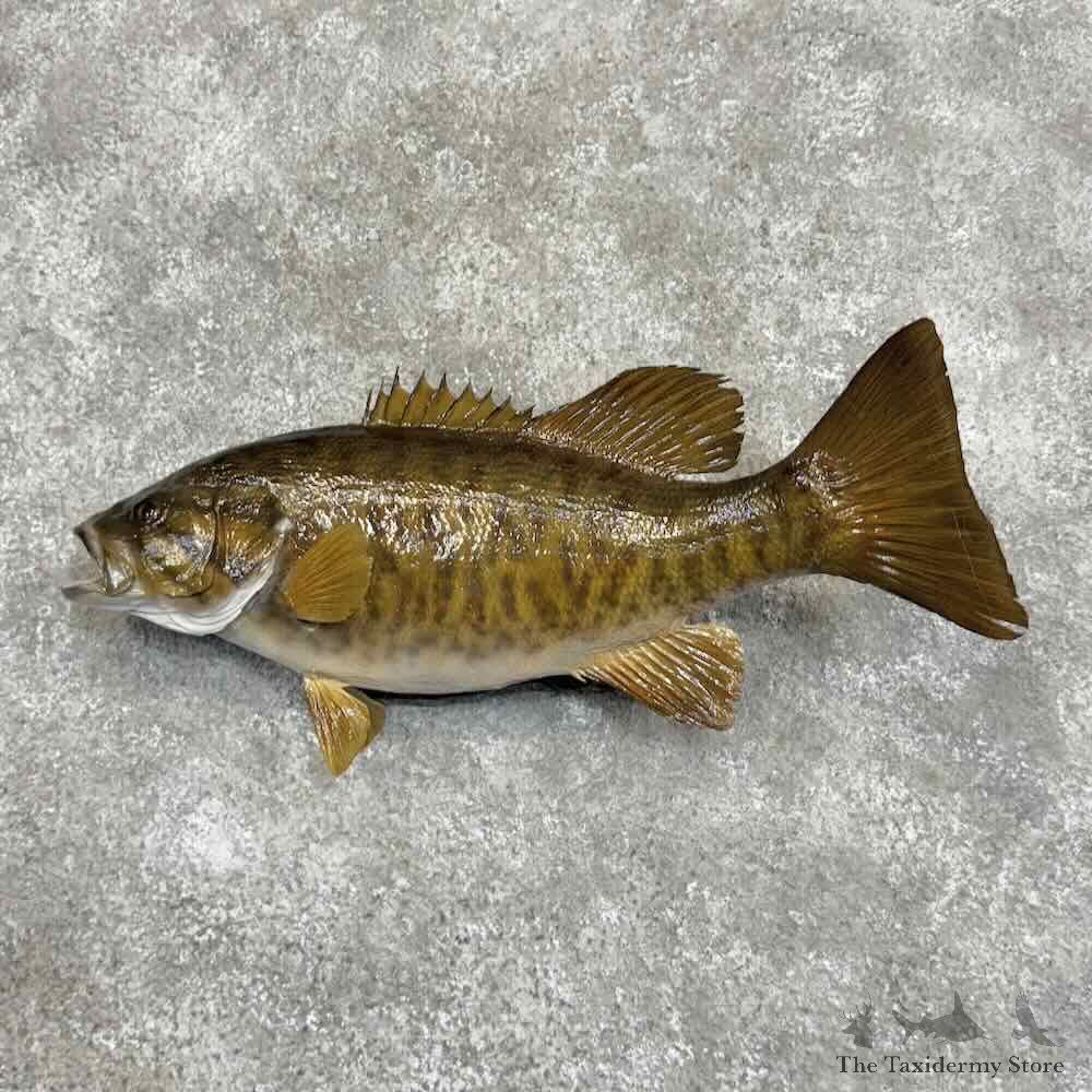 Smallmouth Bass Fish Mount For Sale #31059 @ The Taxidermy Store