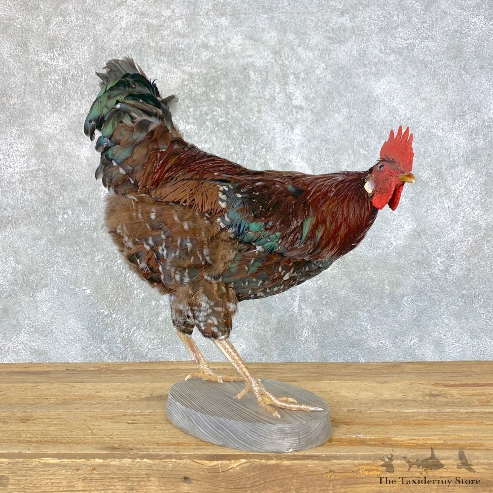 Domestic Chicken Rooster Bird Mount For Sale #23964 @ The Taxidermy Store