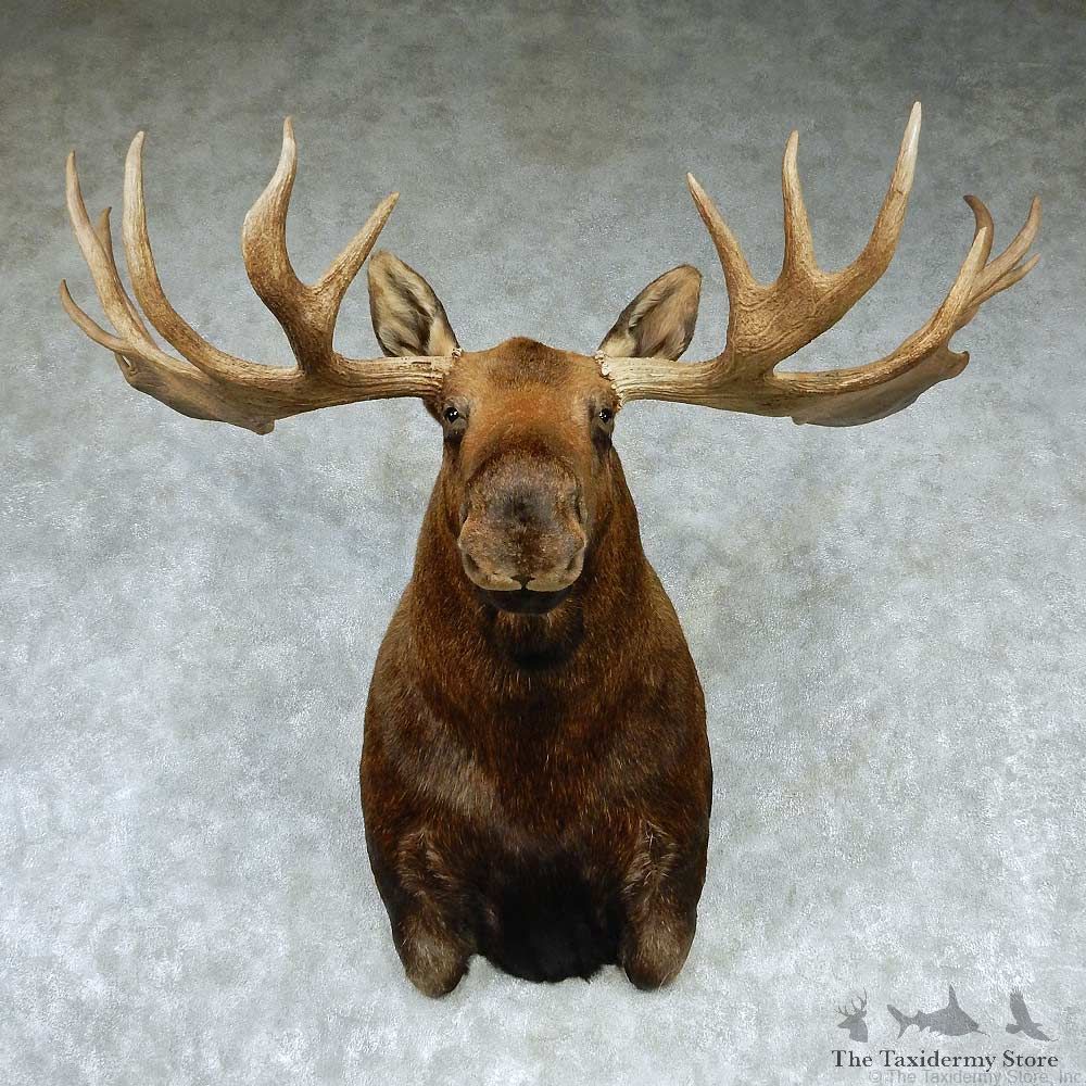 Alaskan Moose Shoulder Taxidermy Mount #13207 For Sale @ The Taxidermy Store