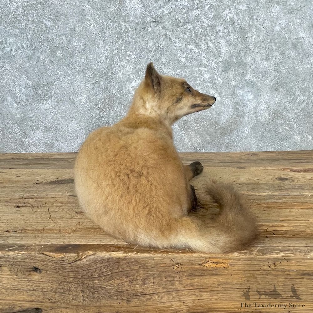 Juvenile Red Fox Life-Size Mount For Sale #26999 @ The Taxidermy Store