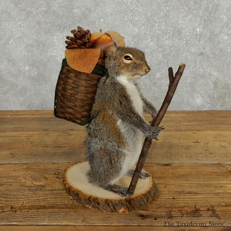 Hiking Squirrel Novelty Mount For Sale #17731 @ The Taxidermy Store