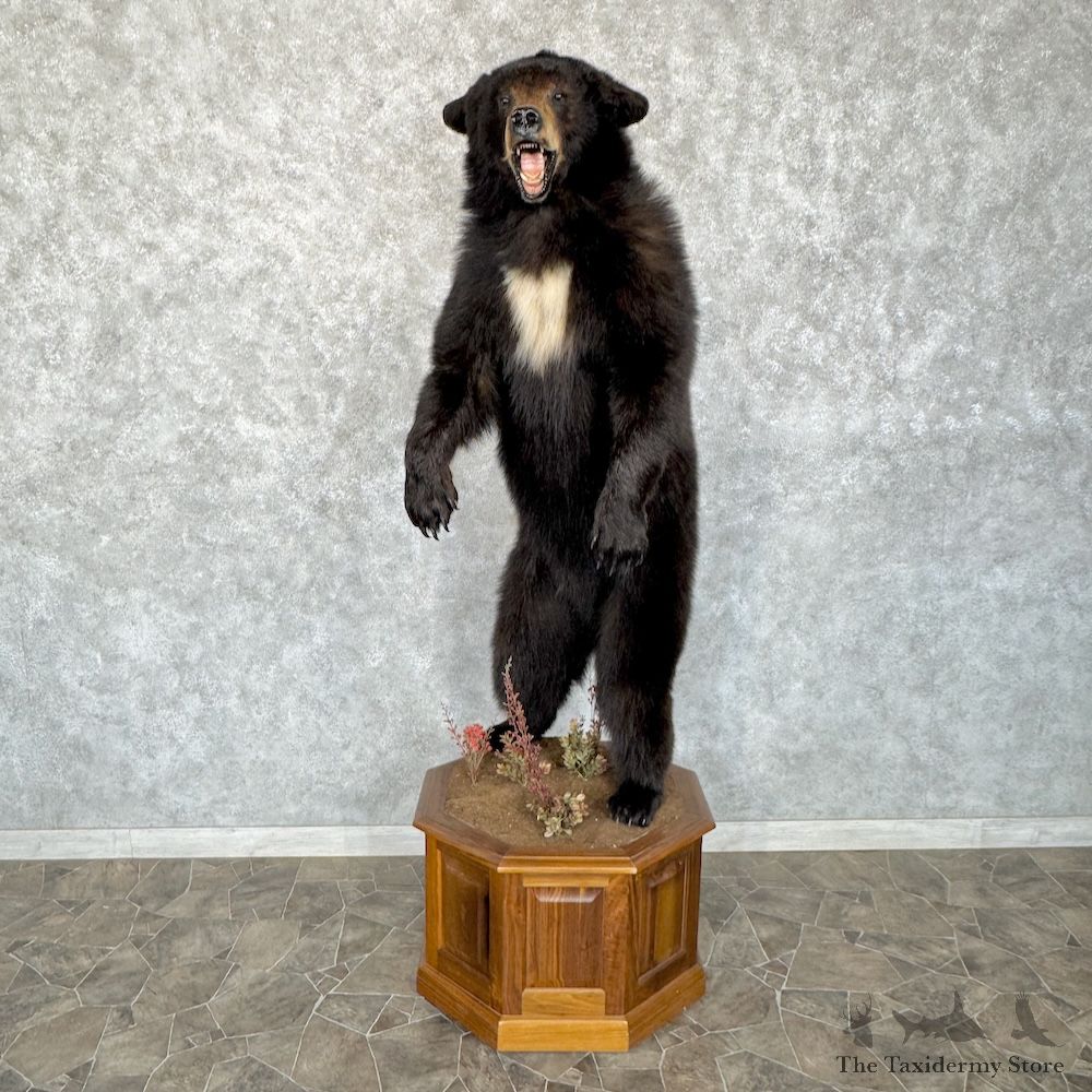 Black Bear Life-Size Mount For Sale #30149 @ The Taxidermy Store