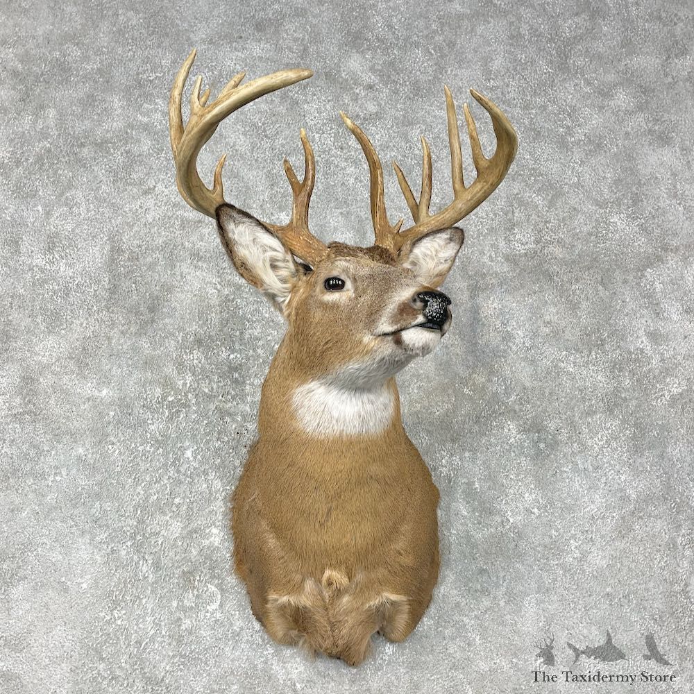 Whitetail Deer Shoulder Mount #25401 For Sale - The Taxidermy Store