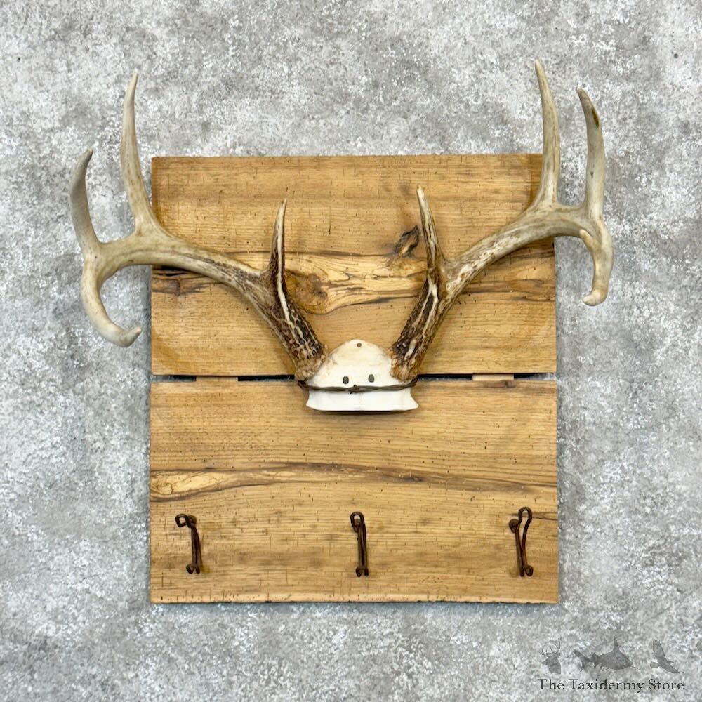 Whitetail Deer Antler Plaque Mount For Sale #28990 @ The Taxidermy Store