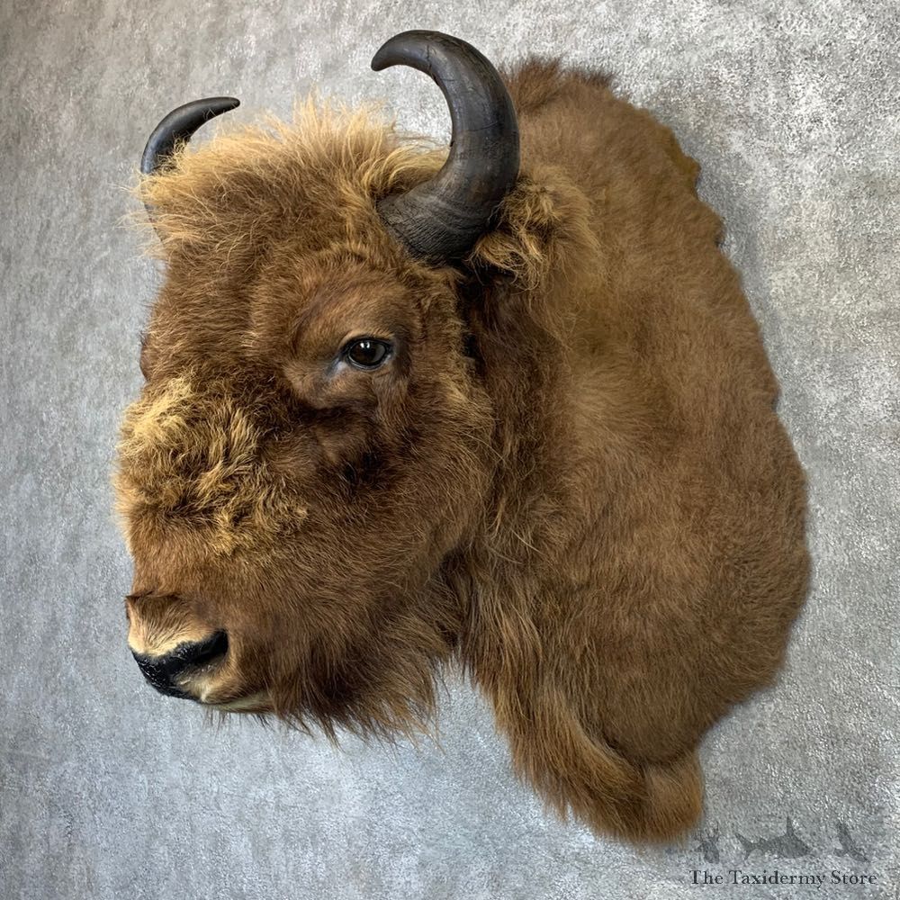 European Bison/Wisent Shoulder Mount For Sale #21186 @ The Taxidermy Store