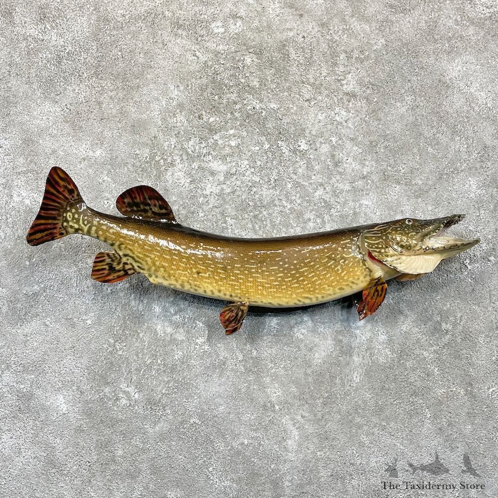 Northern Pike Fish Taxidermy Mount For Sale #27811 @ The Taxidermy Store