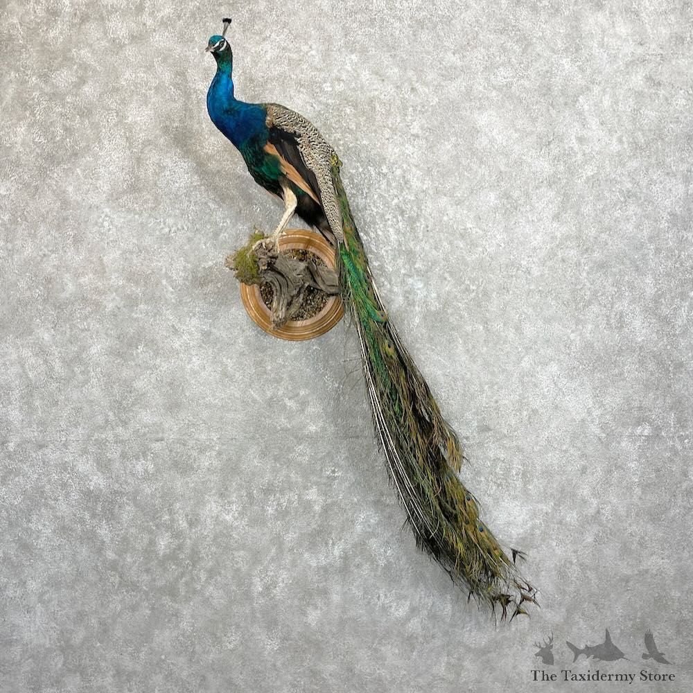 Blue Indian Peacock Bird Mount For Sale #27473 @ The Taxidermy Store