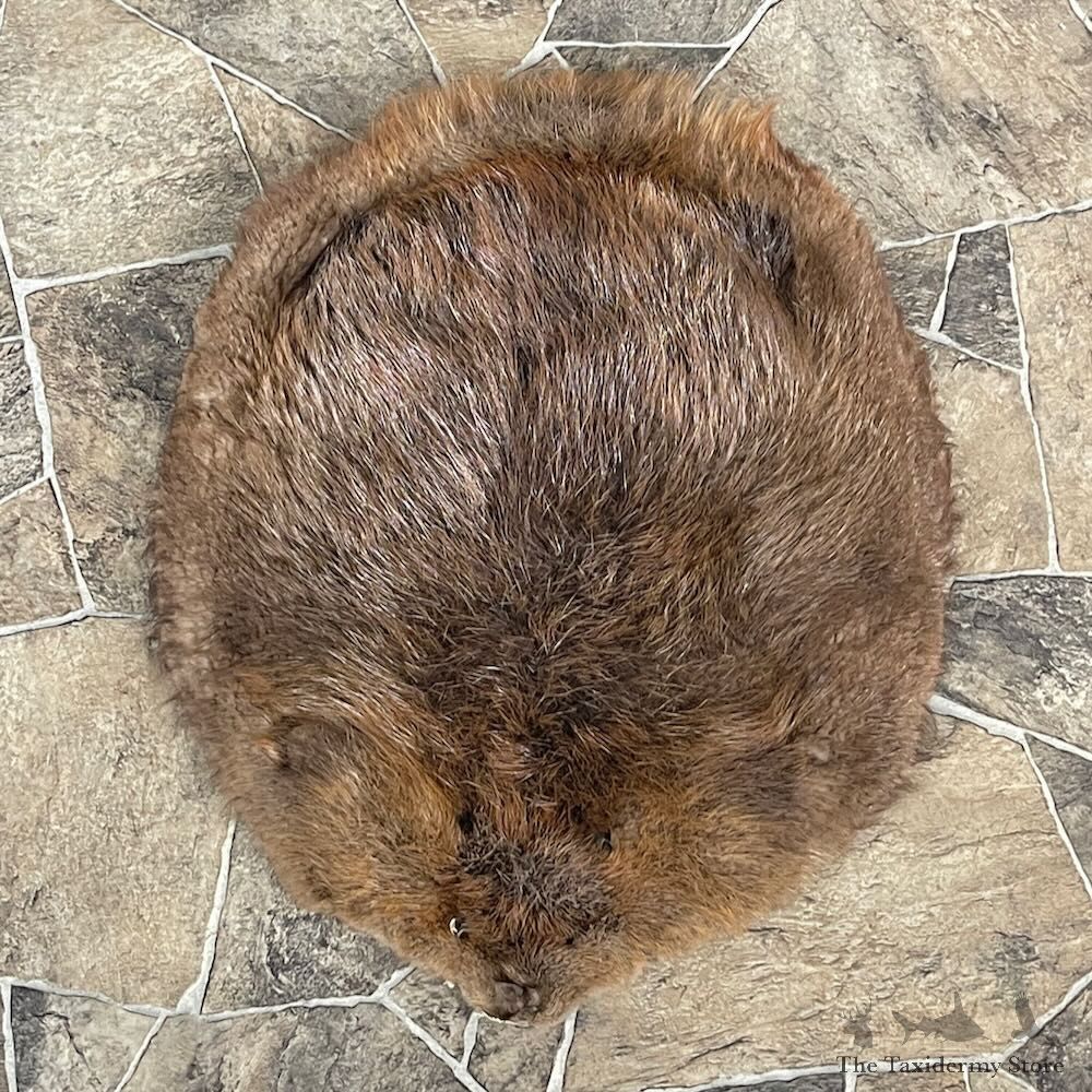 Beaver Tanned Pelt For Sale #27901 @ The Taxidermy Store