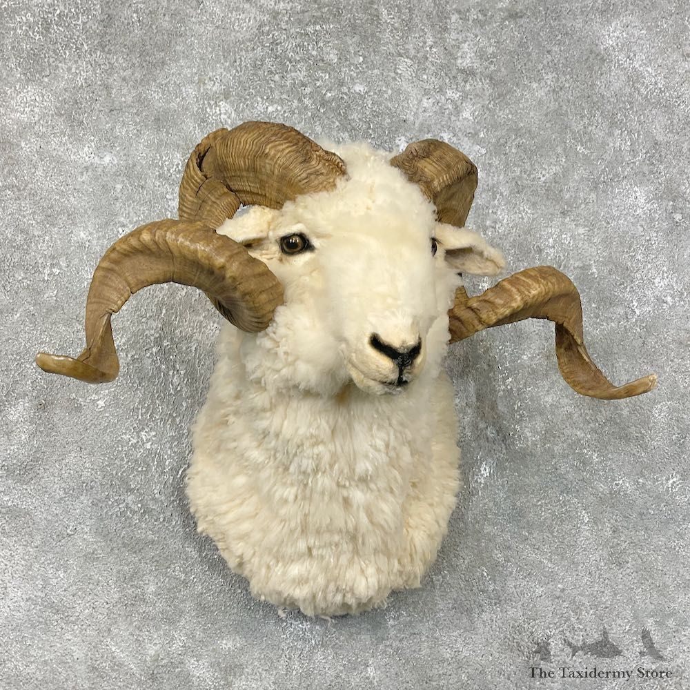 Merino Sheep Mount For Sale #25325 @ The Taxidermy Store