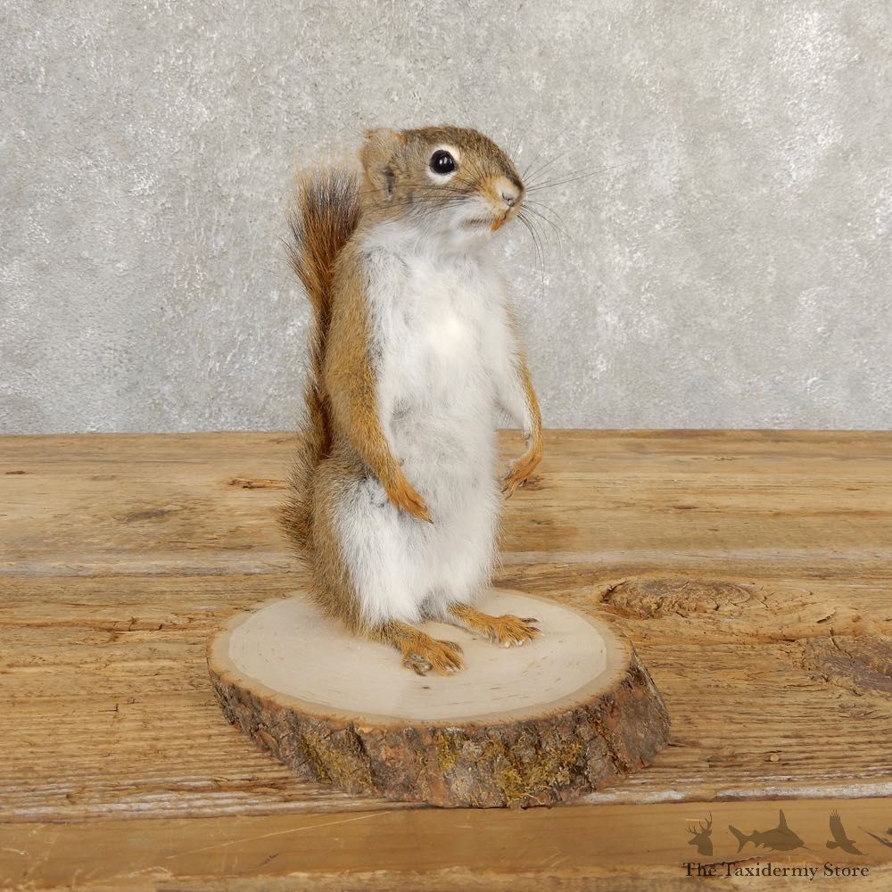 Red Squirrel Life-Size Mount For Sale #20757 @ The Taxidermy Store