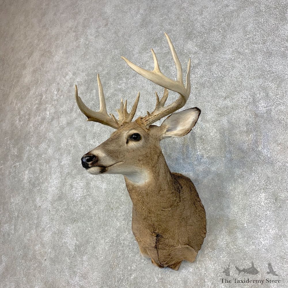 Whitetail Deer Shoulder Mount #21472 For Sale - The Taxidermy Store