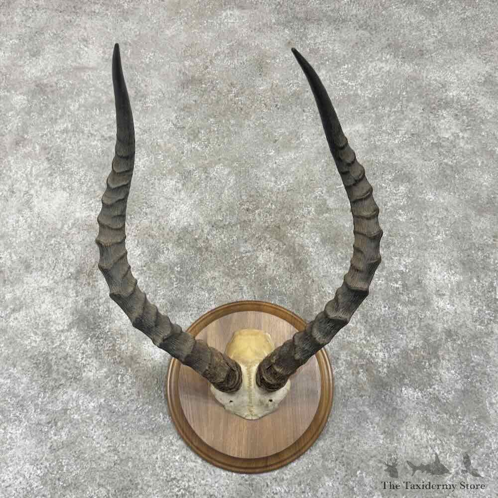 Southern Impala Horn Plaque Mount For Sale #30650 @ The Taxidermy Store