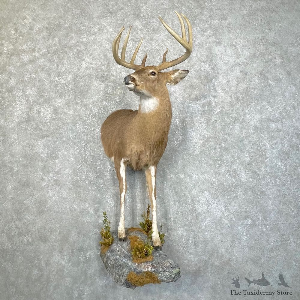 Piebald Whitetail Deer Half Life-Size Mount #24211 @ The Taxidermy Store