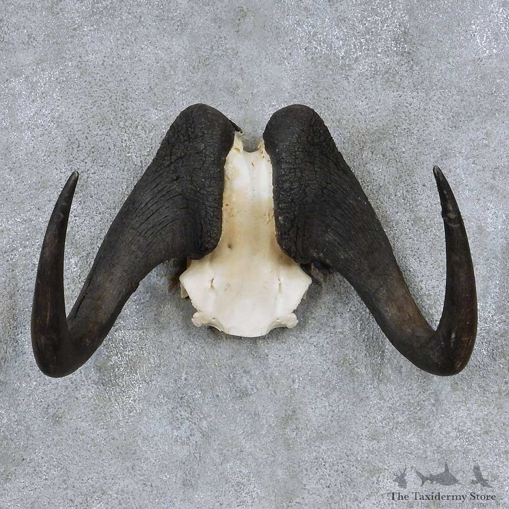 Black Wildebeest Skull Horns Mount For Sale #13922 For Sale @ The Taxidermy Store
