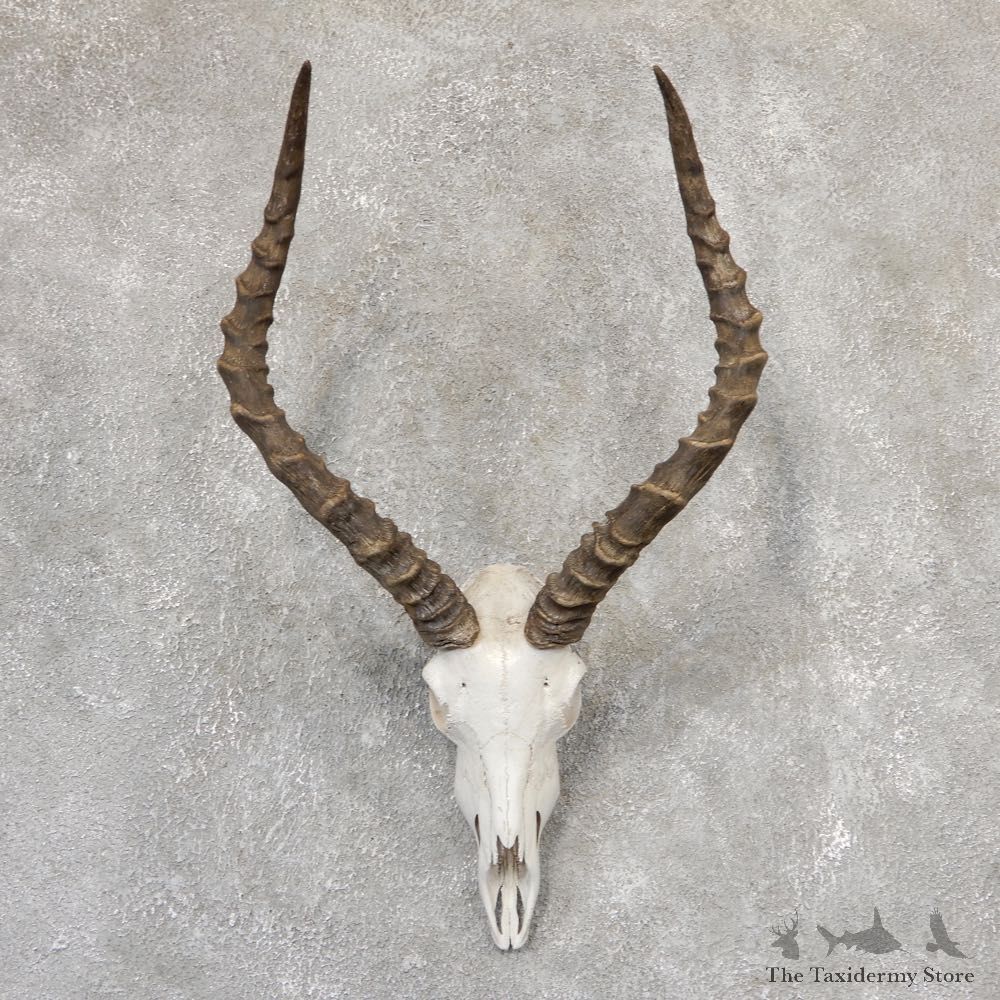 Impala Skull & Horn European Mount For Sale #19014 @ The Taxidermy Store