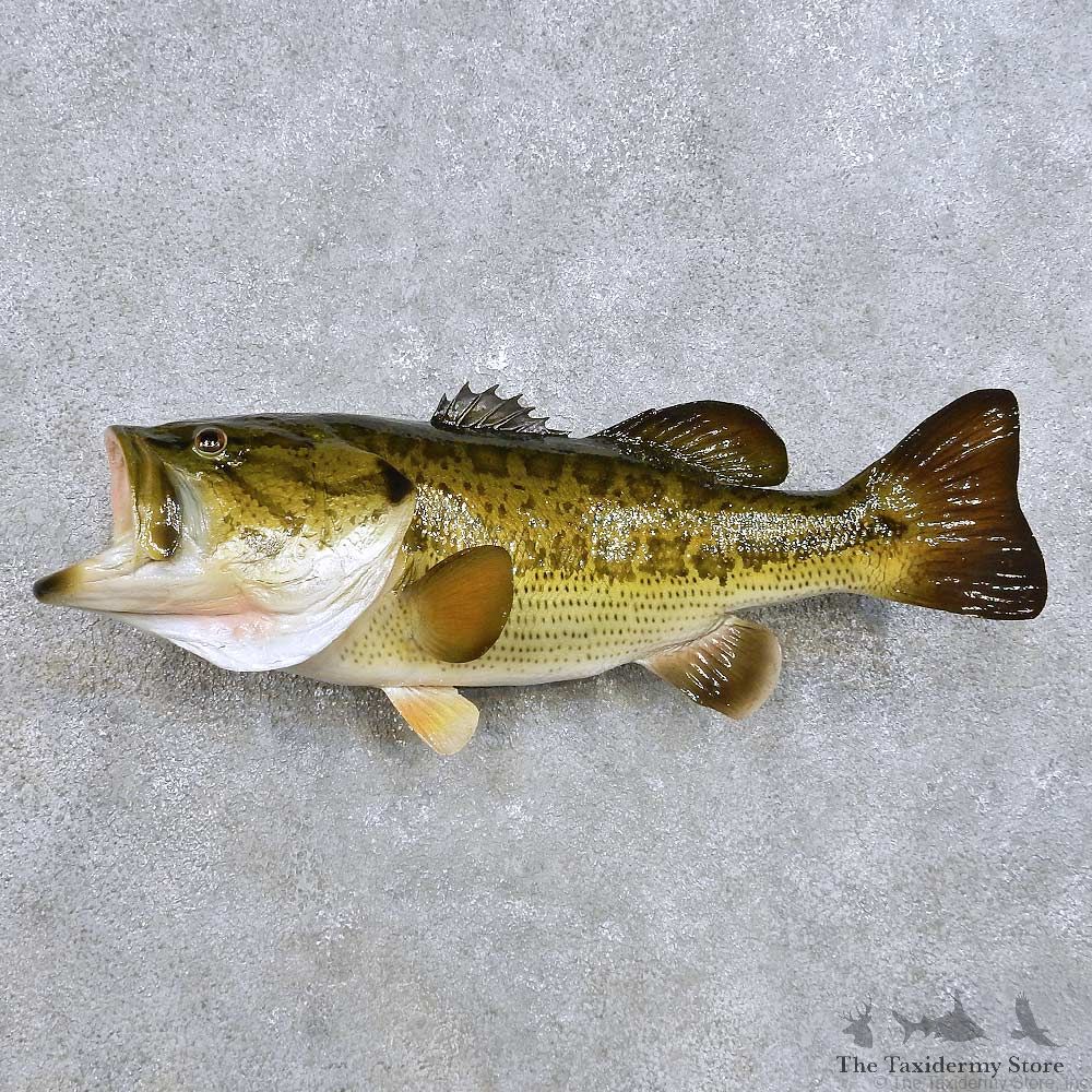 Largemouth Bass Fish Mount For Sale #14377 @ The Taxidermy Store