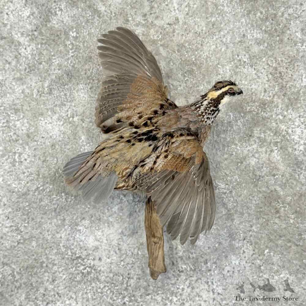 Bobwhite Quail Bird Mount For Sale #31995 @ The Taxidermy Store