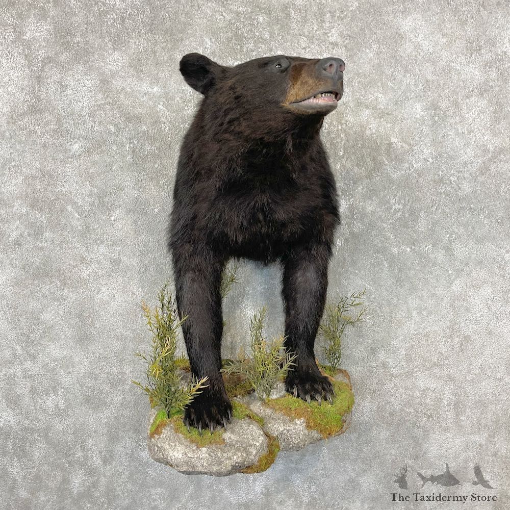 Black Bear Half-Life-Size Taxidermy Mount For Sale #26755 @ The Taxidermy Store