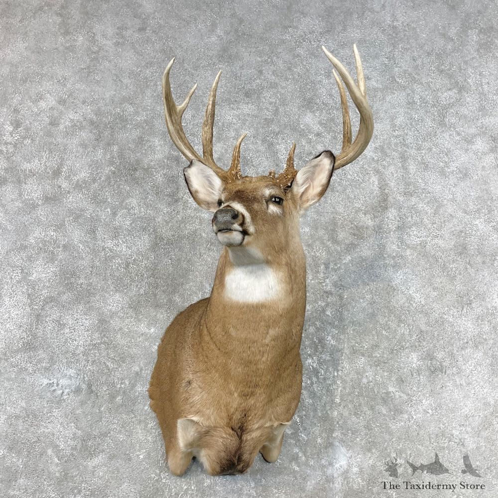 Whitetail Deer Shoulder Mount For Sale #26819 - The Taxidermy Store