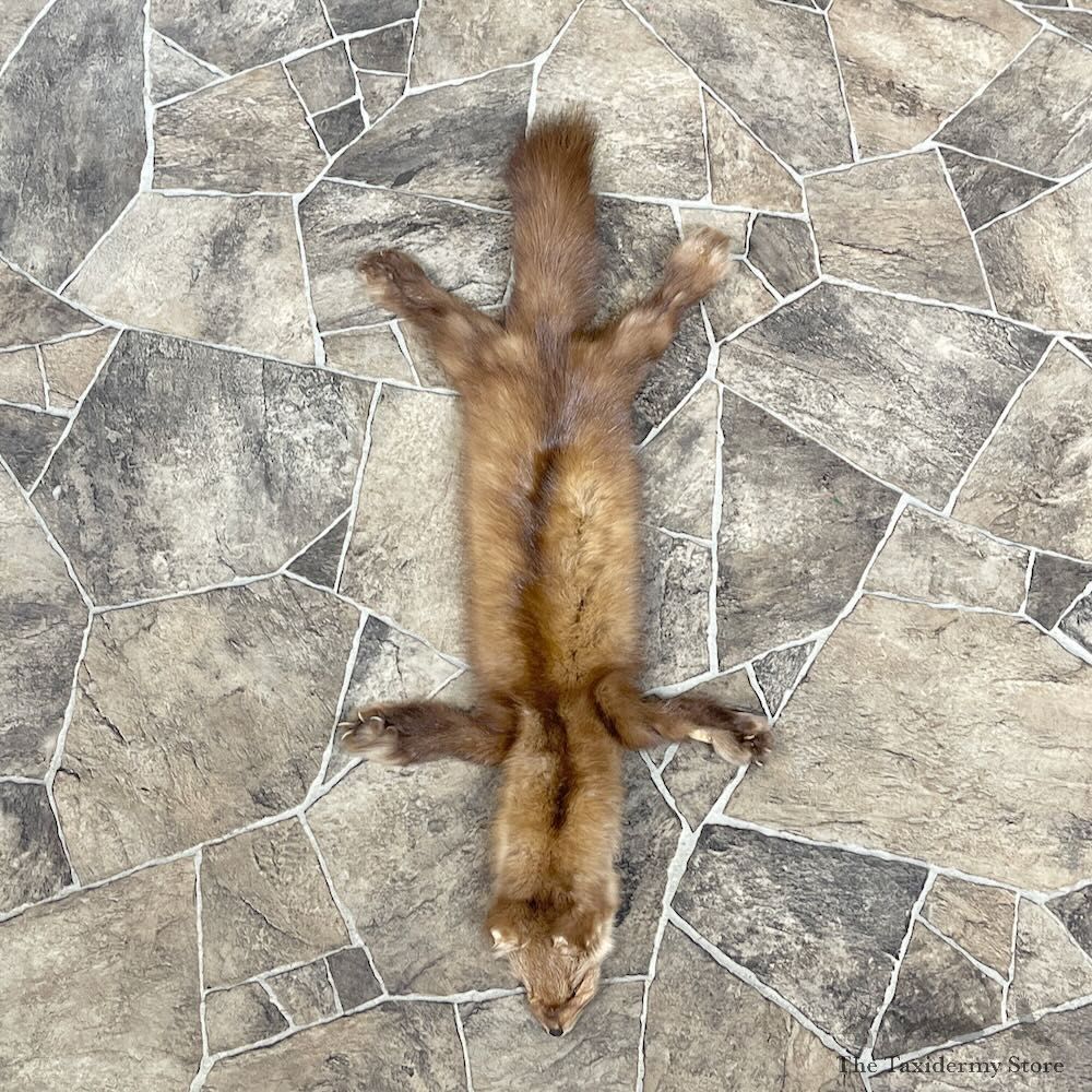 American Pine Marten Tanned Hide For Sale #27881 @ The Taxidermy Store