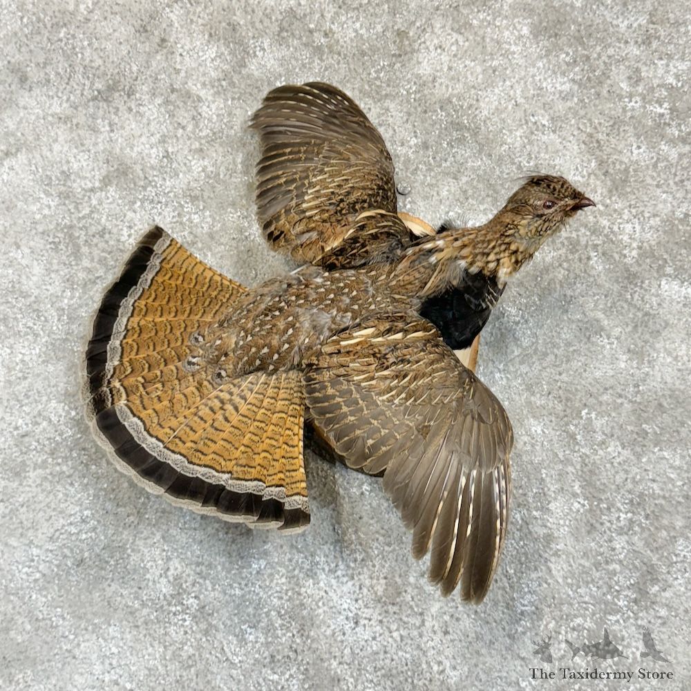 Ruffed Grouse Bird Mount For Sale #29635 @ The Taxidermy Store